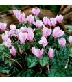 Cyclamen Hederifolium Sgaravatti 3 bulbes roses, floraison basse idéale sous-bois, bordures et rocailles - 821875