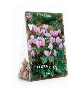 Cyclamen Hederifolium Sgaravatti 3 bulbes roses, floraison basse idéale sous-bois, bordures et rocailles - 821875