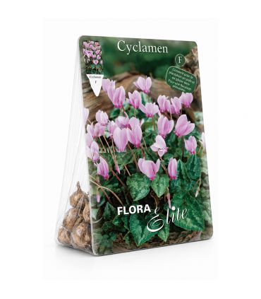 Cyclamen Hederifolium Sgaravatti 3 bulbes roses, floraison basse idéale sous-bois, bordures et rocailles - 821875