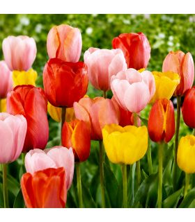 Tulipes Darwin Hybrid Sgaravatti 6 bulbes en mélange, grandes fleurs printanières pour massifs et bouquets - 617156