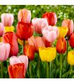 Tulipes Darwin Hybrid Sgaravatti 6 bulbes en mélange, grandes fleurs printanières pour massifs et bouquets - 617156