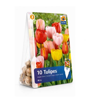 Tulipes Darwin Hybrid Sgaravatti 6 bulbes en mélange, grandes fleurs printanières pour massifs et bouquets - 617156