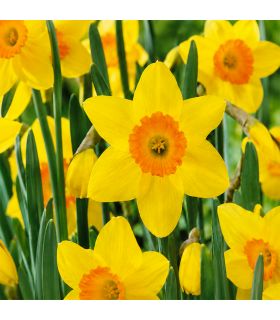 Narcisse Red Devon Sgaravatti 5 bulbes jaunes à couronne rouge, floraison bicolore pour massifs et bouquets - 617263