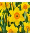 Narcisse Red Devon Sgaravatti 5 bulbes jaunes à couronne rouge, floraison bicolore pour massifs et bouquets - 617263