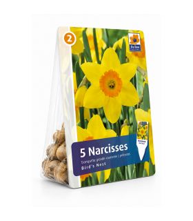Narcisse Red Devon Sgaravatti 5 bulbes jaunes à couronne rouge, floraison bicolore pour massifs et bouquets - 617263