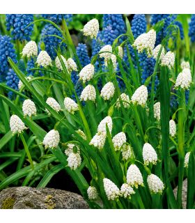 Leucojum Aestivum Sgaravatti 10 bulbes blancs, floraison en clochettes idéale en massif et zone fraîche - 473203