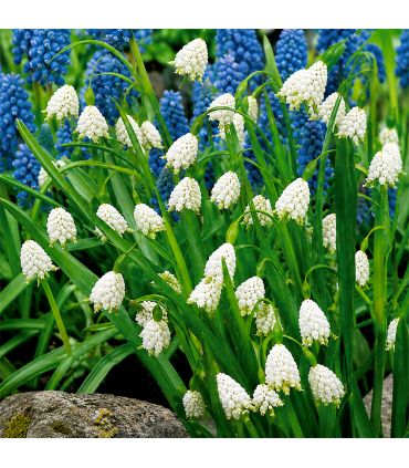 Leucojum Aestivum Sgaravatti 10 bulbes blancs, floraison en clochettes idéale en massif et zone fraîche - 473203