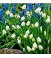 Leucojum Aestivum Sgaravatti 10 bulbes blancs, floraison en clochettes idéale en massif et zone fraîche - 473203