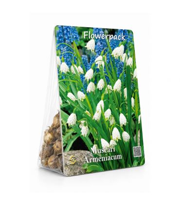 Leucojum Aestivum Sgaravatti 10 bulbes blancs, floraison en clochettes idéale en massif et zone fraîche - 473203