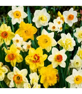 Narcisses en mélange Sgaravatti 25 bulbes, différentes formes et couleurs pour une floraison printanière variée - NAR80