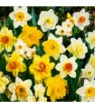 Narcisses en mélange Sgaravatti 25 bulbes, différentes formes et couleurs pour une floraison printanière variée - NAR80