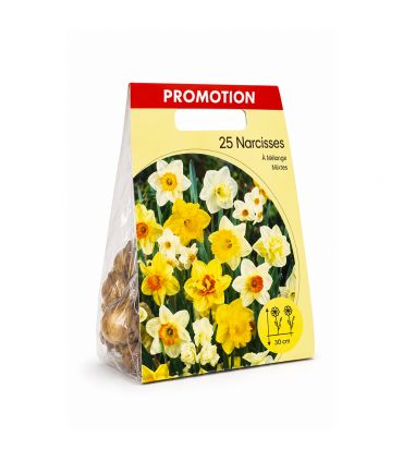 Narcisses en mélange Sgaravatti 25 bulbes, différentes formes et couleurs pour une floraison printanière variée - NAR80