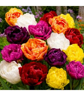 Tulipes doubles Sgaravatti 20 bulbes en mélange, fleurs généreuses à l’aspect de pivoine pour massifs et pots - 786525