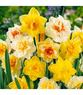 Narcisses doubles Sgaravatti 25 bulbes en mélange, floraison printanière généreuse pour massifs et bouquets - NAR81