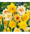 Narcisses doubles Sgaravatti 25 bulbes en mélange, floraison printanière généreuse pour massifs et bouquets - NAR81