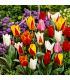 Tulipes botaniques Sgaravatti 20 bulbes en mélange, variété compacte idéale pour bordures et rocailles - TUL88