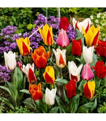 Tulipes botaniques Sgaravatti 20 bulbes en mélange, variété compacte idéale pour bordures et rocailles - TUL88