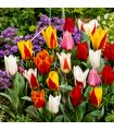 Tulipes botaniques Sgaravatti 20 bulbes en mélange, variété compacte idéale pour bordures et rocailles - TUL88
