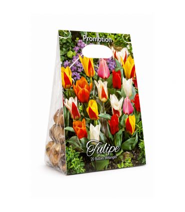 Tulipes botaniques Sgaravatti 20 bulbes en mélange, variété compacte idéale pour bordures et rocailles - TUL88