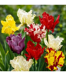 Tulipes Perroquet Sgaravatti 20 bulbes en mélange, fleurs originales aux pétales découpés pour massifs et bouquets - 019043