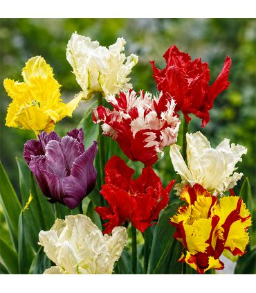 Tulipes Perroquet Sgaravatti 20 bulbes en mélange, fleurs originales aux pétales découpés pour massifs et bouquets - 019043