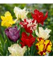 Tulipes Perroquet Sgaravatti 20 bulbes en mélange, fleurs originales aux pétales découpés pour massifs et bouquets - 019043