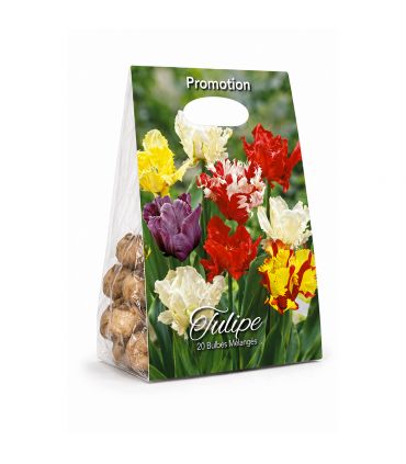 Tulipes Perroquet Sgaravatti 20 bulbes en mélange, fleurs originales aux pétales découpés pour massifs et bouquets - 019043