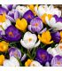 Crocus Vernus Sgaravatti 50 bulbes en mélange, floraison précoce idéale en massif et pot - CRO80