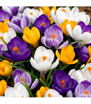 Crocus Vernus Sgaravatti 50 bulbes en mélange, floraison précoce idéale en massif et pot - CRO80