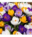 Crocus Vernus Sgaravatti 50 bulbes en mélange, floraison précoce idéale en massif et pot - CRO80