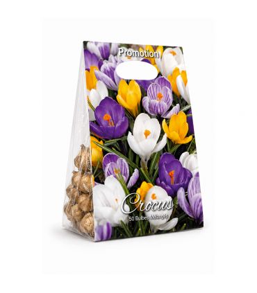 Crocus Vernus Sgaravatti 50 bulbes en mélange, floraison précoce idéale en massif et pot - CRO80