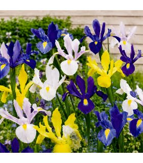 Iris Hollandica Sgaravatti 50 bulbes en mélange, floraison de 45 à 60 cm idéale en massif et fleur coupée - IRI80