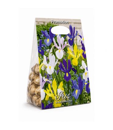 Iris Hollandica Sgaravatti 50 bulbes en mélange, floraison de 45 à 60 cm idéale en massif et fleur coupée - IRI80