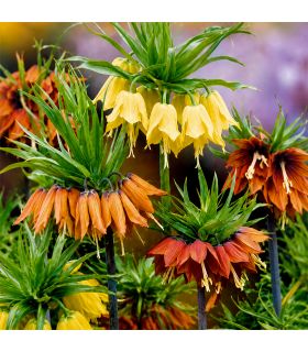 Fritillaires Imperialis Sgaravatti 3 bulbes en mélange, grandes fleurs de 100 à 120 cm pour massifs structurés - 789335