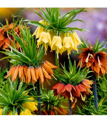 Fritillaires Imperialis Sgaravatti 3 bulbes en mélange, grandes fleurs de 100 à 120 cm pour massifs structurés - 789335