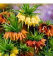 Fritillaires Imperialis Sgaravatti 3 bulbes en mélange, grandes fleurs de 100 à 120 cm pour massifs structurés - 789335