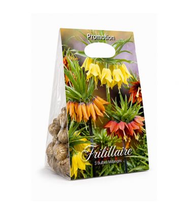 Fritillaires Imperialis Sgaravatti 3 bulbes en mélange, grandes fleurs de 100 à 120 cm pour massifs structurés - 789335