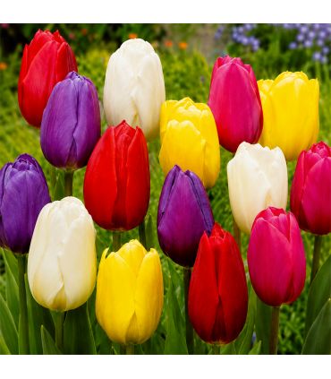 Tulipes Triomphe Sgaravatti 20 bulbes en mélange, floraison printanière élégante pour massifs et bouquets - 019067