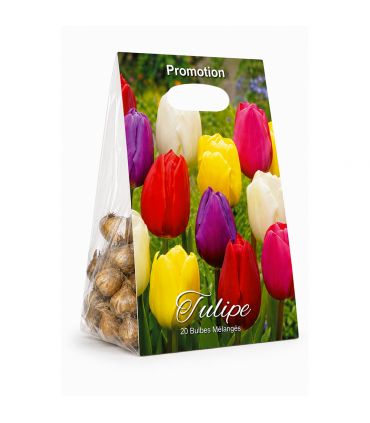 Tulipes Triomphe Sgaravatti 20 bulbes en mélange, floraison printanière élégante pour massifs et bouquets - 019067