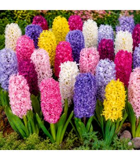Jacinthes en mélange Sgaravatti 10 bulbes, floraison printanière colorée idéale en pot et massif - GIA80