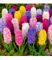 Jacinthes en mélange Sgaravatti 10 bulbes, floraison printanière colorée idéale en pot et massif - GIA80
