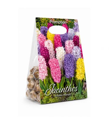 Jacinthes en mélange Sgaravatti 10 bulbes, floraison printanière colorée idéale en pot et massif - GIA80
