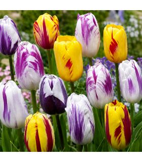 Tulipes Rembrandt Sgaravatti 20 bulbes en mélange, fleurs flammées décoratives idéales en massif et bouquet - 819513