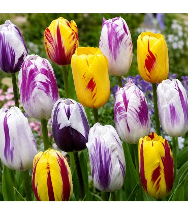 Tulipes Rembrandt Sgaravatti 20 bulbes en mélange, fleurs flammées décoratives idéales en massif et bouquet - 819513
