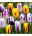 Tulipes Rembrandt Sgaravatti 20 bulbes en mélange, fleurs flammées décoratives idéales en massif et bouquet - 819513