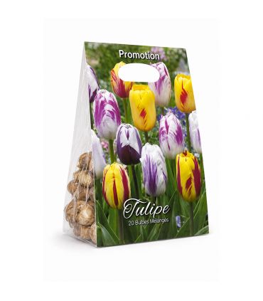 Tulipes Rembrandt Sgaravatti 20 bulbes en mélange, fleurs flammées décoratives idéales en massif et bouquet - 819513