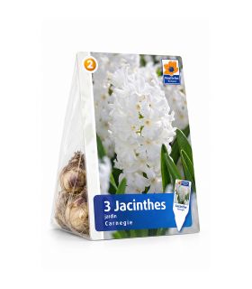 Jacinthe Carnegie Sgaravatti 3 bulbes blancs, floraison printanière parfumée idéale en pot ou massif - 617012