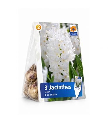 Jacinthe Carnegie Sgaravatti 3 bulbes blancs, floraison printanière parfumée idéale en pot ou massif - 617012