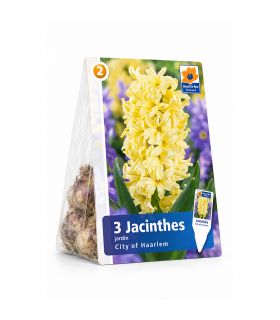 Jacinthe City of Haarlem Sgaravatti 3 bulbes jaunes, floraison printanière parfumée pour pots et massifs - 617013