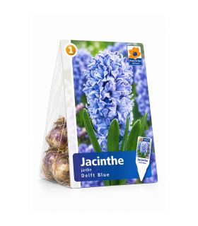 Jacinthe Delft Blue Sgaravatti 3 bulbes bleus, floraison printanière parfumée pour colorer massifs et jardinières - 617014